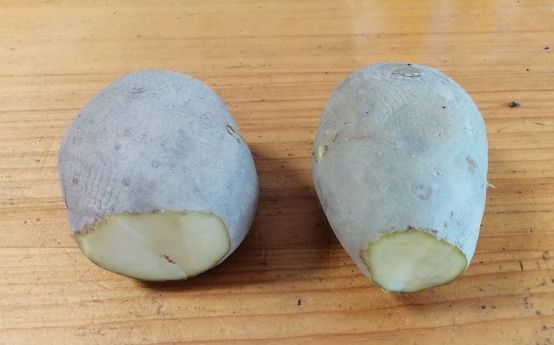 ガッテン農法流で準備した種芋。芽かきしておへそ側を削り取っています。