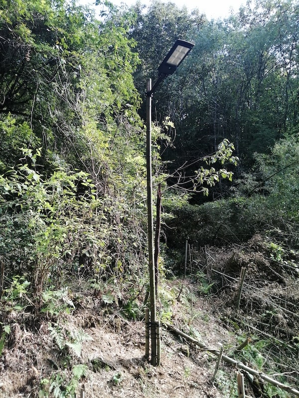 竹を支柱にしてライト設置