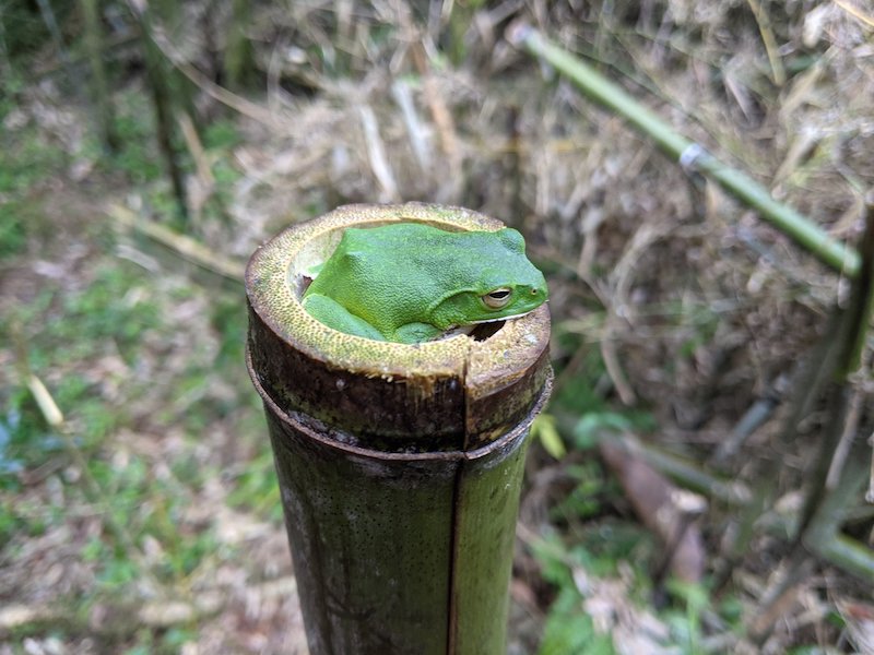 竹の切り口、節のくぼみにすっぽり収まるカエル