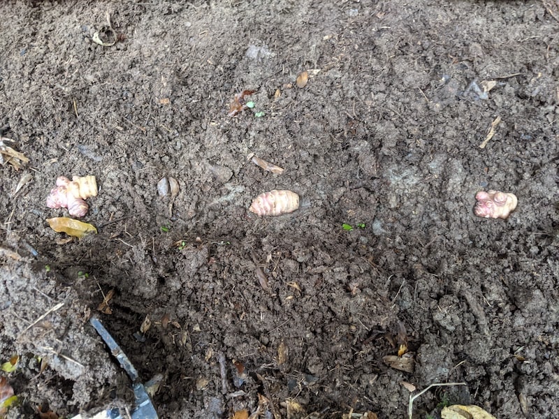 菊芋の種芋を植える。