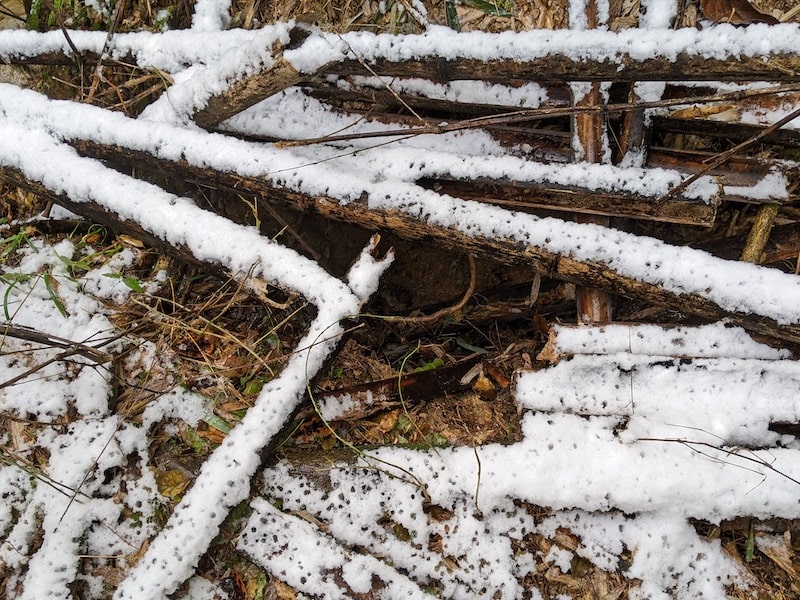 枯れ竹の上に積もる雪。溶けて染み込み湿気てしまう