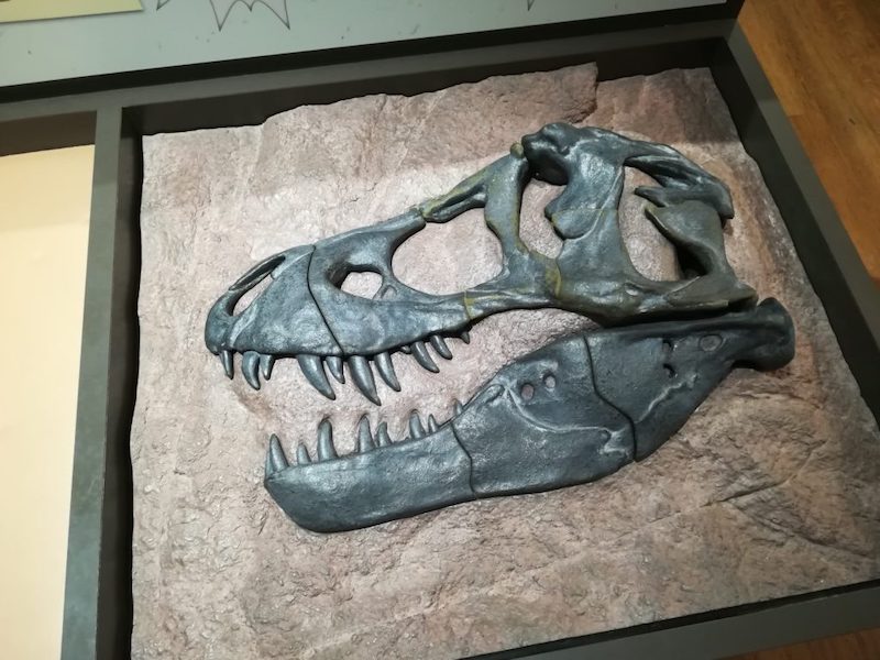 ティラノサウルスの頭骨パズル完成