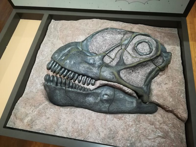カマラサウルスの頭骨パズル完成