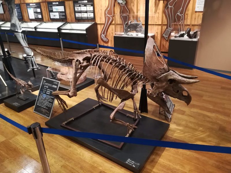 ズニケラトプスの骨格標本